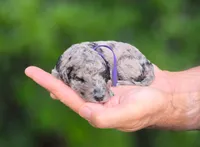 Purple Collar  💜, a female Goldendoodle for sale in Granite Falls, NC – 2 of 3