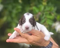 Grey Collar girl (Sagebrush), a female Labradoodle for sale in Granite Falls, NC – 3 of 5