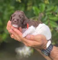 Orange Collar boy (Hitch), a male Labradoodle for sale in Granite Falls, NC – 2 of 4