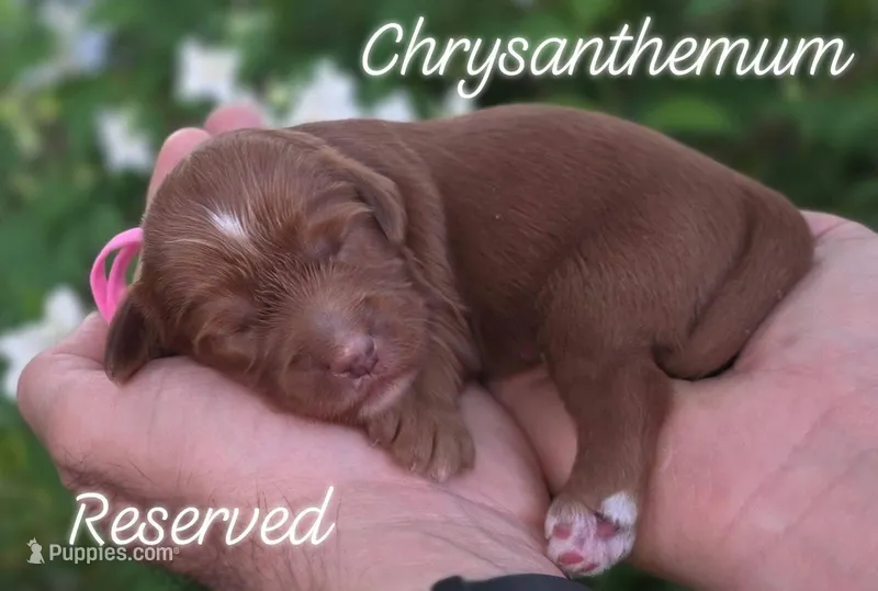 (Pink Collar) Chrysanthemum  – Miniature Goldendoodle puppy on hold in Granite Falls, NC