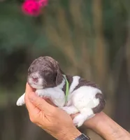 Green Collar boy (Lasso), a male Labradoodle for sale in Granite Falls, NC – 3 of 5