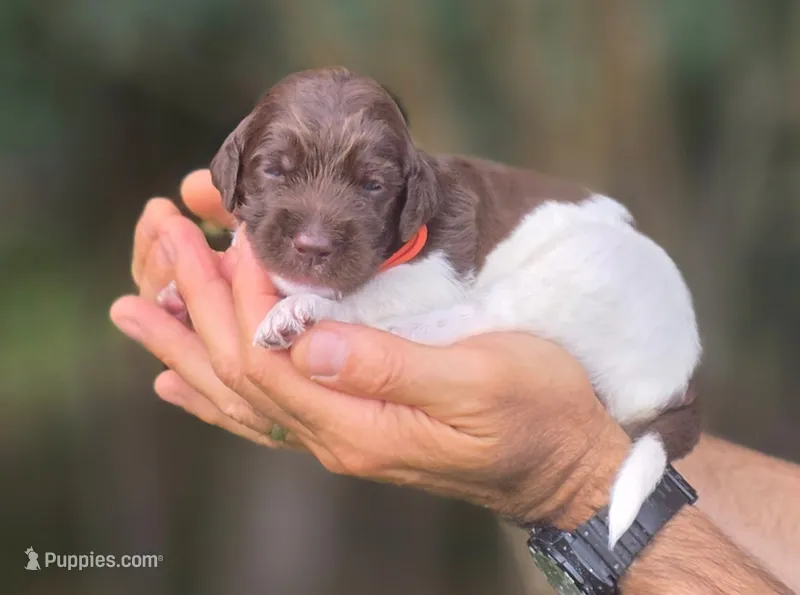 Orange Collar boy (Hitch) – Labradoodle puppy on hold in Granite Falls, NC