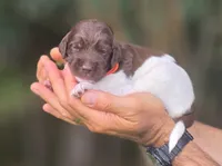 Orange Collar boy (Hitch), a male Labradoodle for sale in Granite Falls, NC – 1 of 4