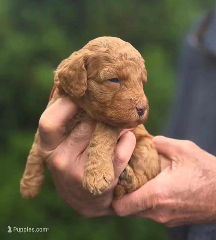 (Red Collar) Puddle  – Miniature Goldendoodle puppy for sale in Granite Falls, NC