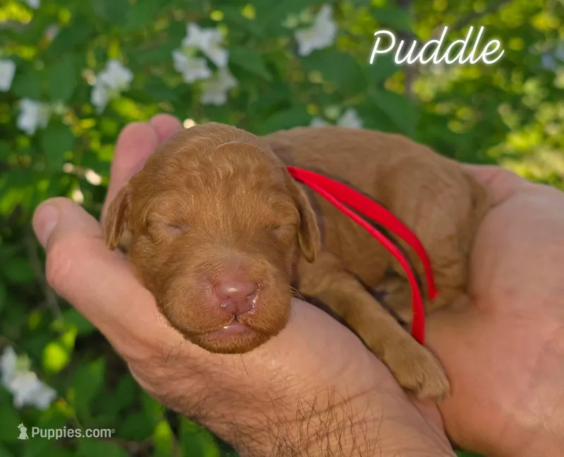 (Red Collar) Puddle  – Miniature Goldendoodle puppy for sale in Granite Falls, NC