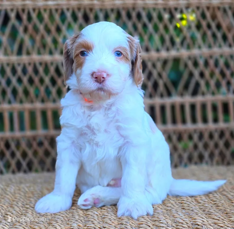 (Orange Collar) Cloud – Miniature Goldendoodle puppy for sale in Granite Falls, NC