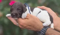 Blue Collar boy (Levi), a male Labradoodle for sale in Granite Falls, NC – 4 of 4