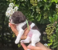 Green Collar boy (Lasso), a male Labradoodle for sale in Granite Falls, NC – 2 of 5