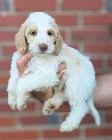 Bonnet , a female Labradoodle for sale in Granite Falls, NC – 5 of 7