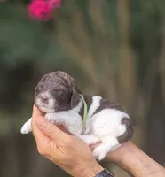Green Collar boy (Lasso), a male Labradoodle for sale in Granite Falls, NC – 5 of 5