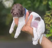 Blue Collar boy (Levi), a male Labradoodle for sale in Granite Falls, NC – 1 of 4
