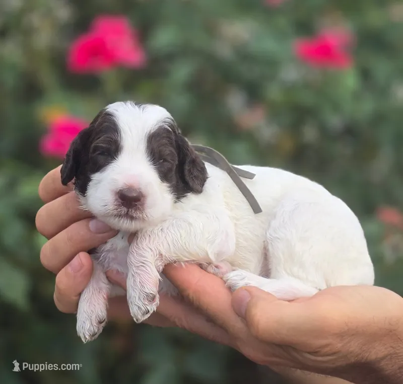 Grey Collar girl (Sagebrush) – Labradoodle puppy for sale in Granite Falls, NC