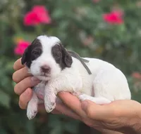 Grey Collar girl (Sagebrush), a female Labradoodle for sale in Granite Falls, NC – 1 of 5