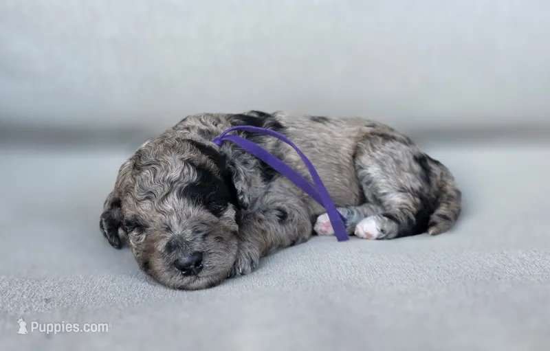 Purple Collar  💜 – Goldendoodle puppy for sale in Granite Falls, NC