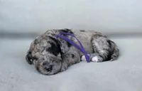 Purple Collar  💜, a female Goldendoodle for sale in Granite Falls, NC – 1 of 3