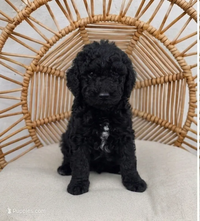 Red Collar (Smoky) – Goldendoodle puppy for sale in Granite Falls, NC