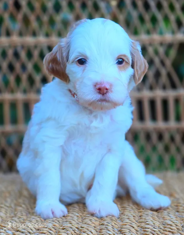(Brown Collar) Breeze – Miniature Goldendoodle puppy for sale in Granite Falls, NC