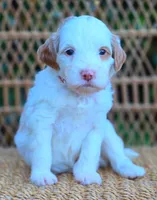 (Brown Collar) Breeze, a male Miniature Goldendoodle for sale in Granite Falls, NC – 1 of 7