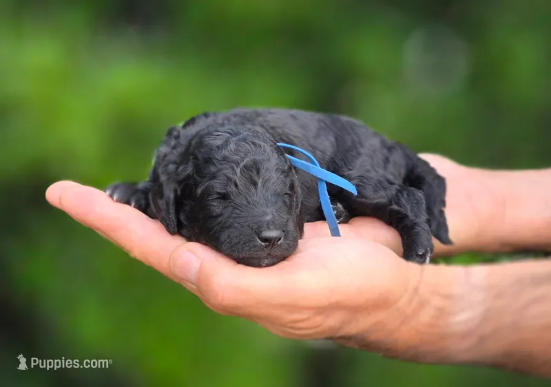 Blue  Collar 💙 – Goldendoodle puppy for sale in Granite Falls, NC