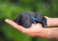 Blue  Collar (Denali), a male Goldendoodle for sale in Granite Falls, NC – 1 of 2