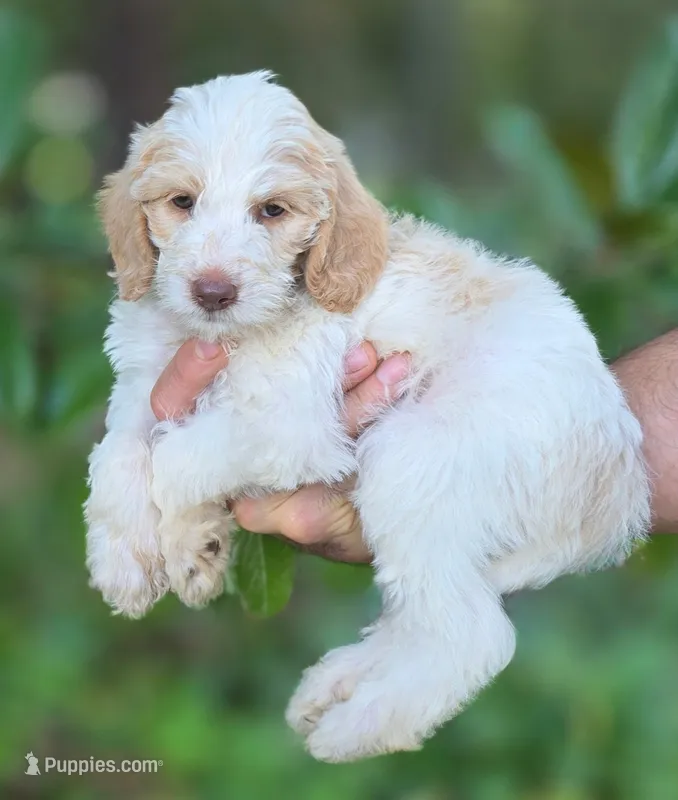 Bonnet  – Labradoodle puppy for sale in Granite Falls, NC