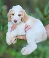 Bonnet , a female Labradoodle for sale in Granite Falls, NC – 1 of 7
