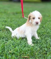 Bonnet , a female Labradoodle for sale in Granite Falls, NC – 2 of 7