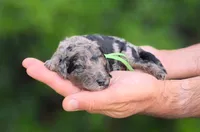 Green Collar (Katmi), a male Goldendoodle for sale in Granite Falls, NC – 3 of 3