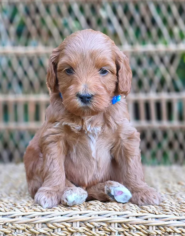 (Blue Collar) Bachelors Button  – Miniature Goldendoodle puppy for sale in Granite Falls, NC