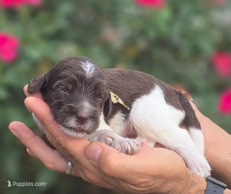 Teal Collar girl (Cobbler) – Labradoodle puppy for sale in Granite Falls, NC