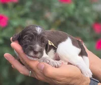 Teal Collar girl (Cobbler), a female Labradoodle for sale in Granite Falls, NC – 1 of 3
