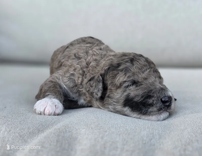 Black Collar 🖤 – Goldendoodle puppy for sale in Granite Falls, NC