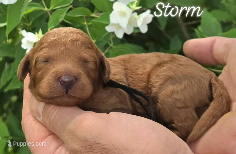 (Black collar) Storm – Miniature Goldendoodle puppy for sale in Granite Falls, NC