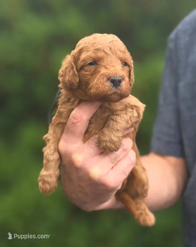 (Black collar) Storm – Miniature Goldendoodle puppy for sale in Granite Falls, NC