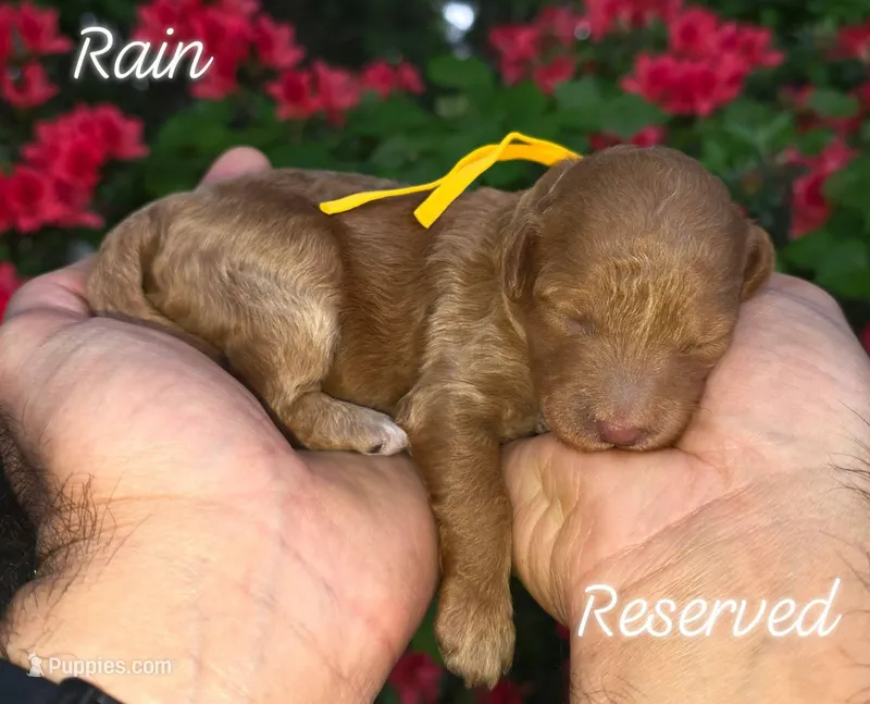 (Yellow Collar) Rain  – Miniature Goldendoodle puppy on hold in Granite Falls, NC