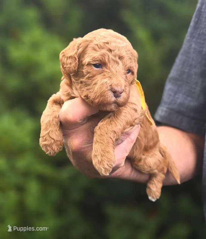 (Yellow Collar) Rain  – Miniature Goldendoodle puppy for sale in Granite Falls, NC