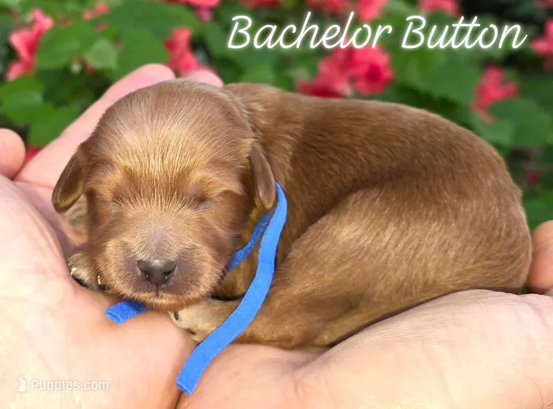 (Blue Collar) Bachelors Button  – Miniature Goldendoodle puppy for sale in Granite Falls, NC