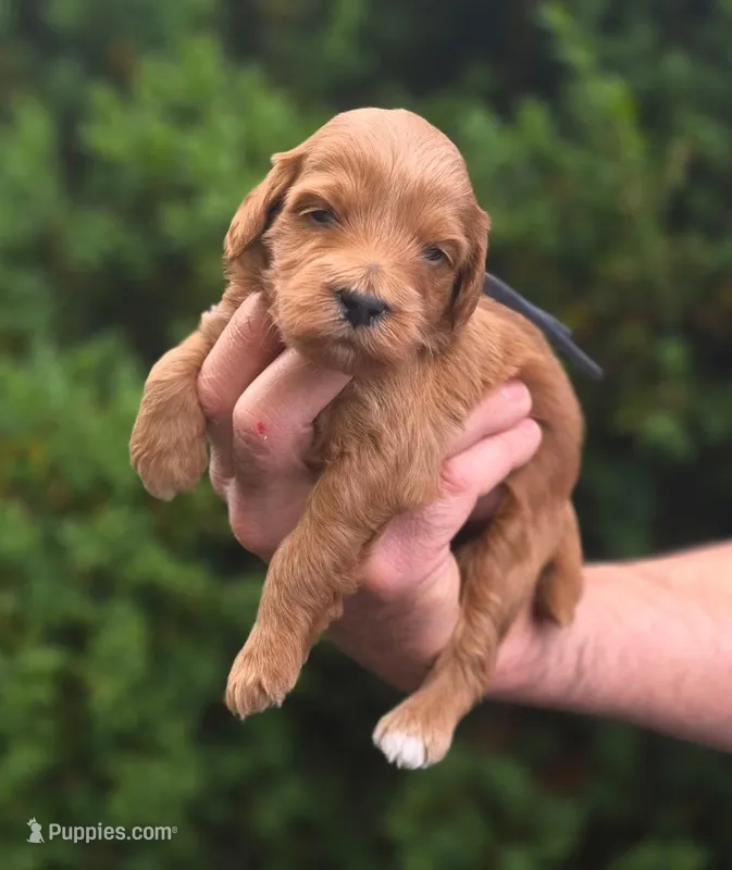 (Blue Collar) Bachelors Button  – Miniature Goldendoodle puppy for sale in Granite Falls, NC