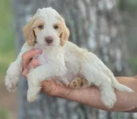 Bonnet , a female Labradoodle for sale in Granite Falls, NC – 4 of 7