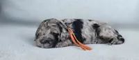 Orange Collar (Yosemite), a male Goldendoodle for sale in Granite Falls, NC – 2 of 4