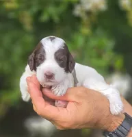 Grey Collar girl (Sagebrush), a female Labradoodle for sale in Granite Falls, NC – 5 of 5