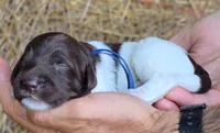 Blue Collar boy (Levi), a male Labradoodle for sale in Granite Falls, NC – 3 of 4