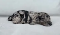Yellow Collar 💛, a female Goldendoodle for sale in Granite Falls, NC – 2 of 3