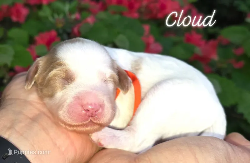 (Orange Collar) Cloud – Miniature Goldendoodle puppy for sale in Granite Falls, NC