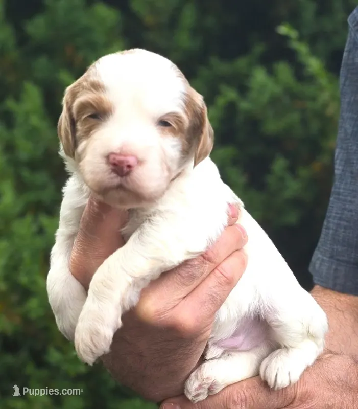 (Orange Collar) Cloud – Miniature Goldendoodle puppy for sale in Granite Falls, NC
