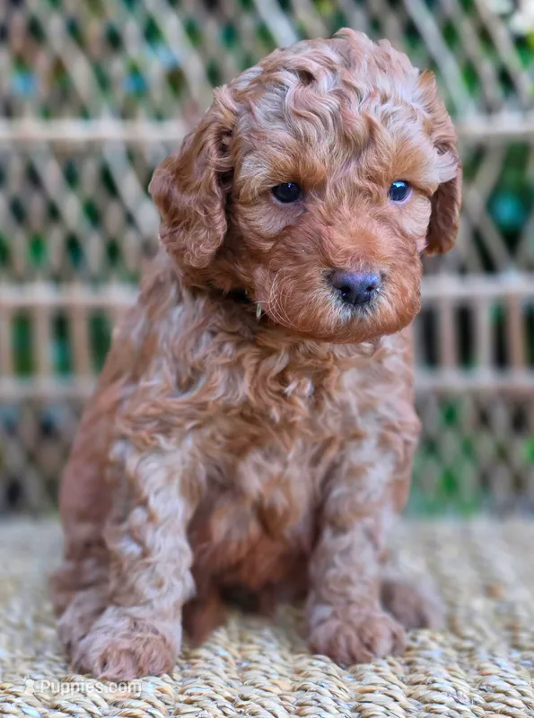 (Black collar) Storm – Miniature Goldendoodle puppy for sale in Granite Falls, NC