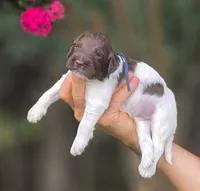Blue Collar boy (Levi), a male Labradoodle for sale in Granite Falls, NC – 2 of 4
