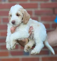 Bonnet , a female Labradoodle for sale in Granite Falls, NC – 3 of 7