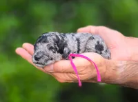 Pink Collar 🩷, a female Goldendoodle for sale in Granite Falls, NC – 2 of 3