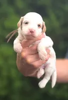 (Brown Collar) Breeze, a male Miniature Goldendoodle for sale in Granite Falls, NC – 4 of 7